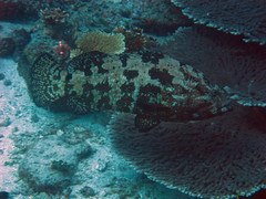 Epinephelus fuscoguttatus