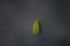 Bena bicolorana