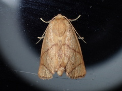 Apoda y-inversa