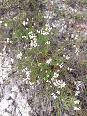 Asperula tephrocarpa