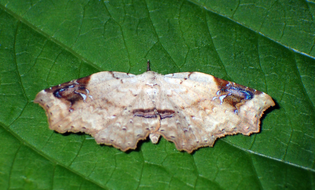 Amphitrogia
