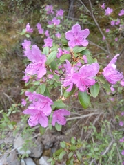 Rhododendron ledebourii