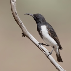Sugomel nigrum