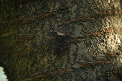 Catephia alchymista