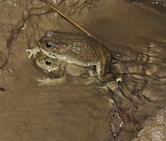 Bufotes turanensis