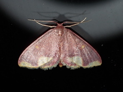 Lophosis labeculata