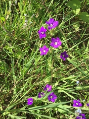 Legousia speculum-veneris