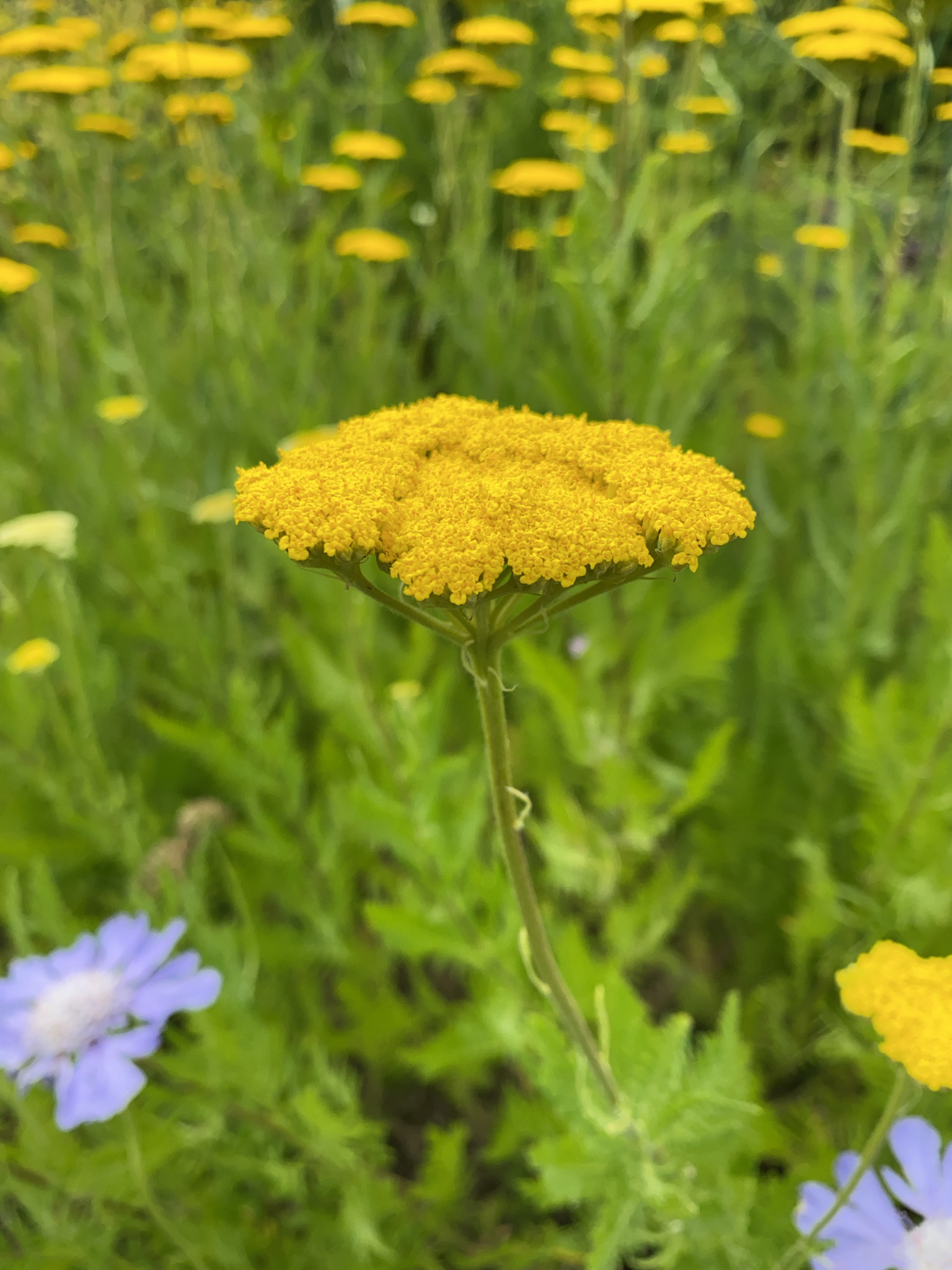 Achillea filipendulina