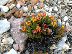 Rhodiola coccinea