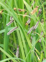 Carex cryptocarpa