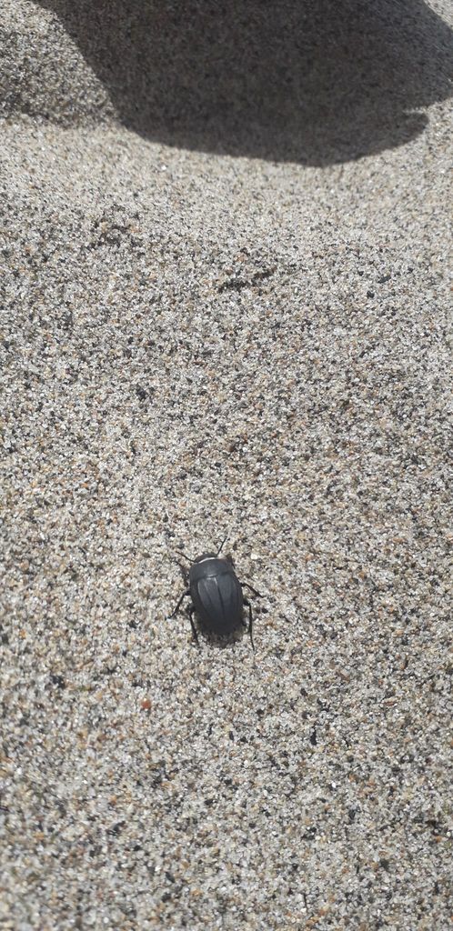 Erodius siculus