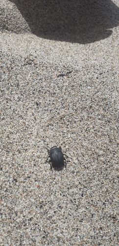 Erodius siculus