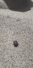 Erodius siculus neapolitanus