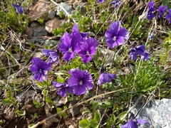 Viola altaica