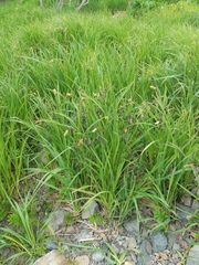 Carex cryptocarpa