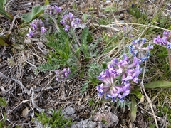 Oxytropis ambigua