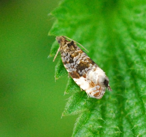 Plum Tortrix, photo 5 of 8