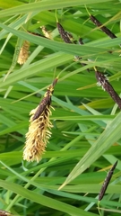 Carex cryptocarpa