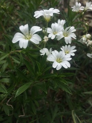 Cerastium utriense