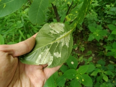 Pseudomicrostroma juglandis