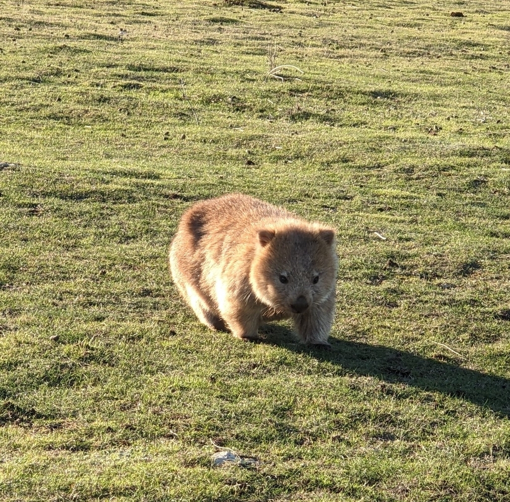 Flinders Wombat from Palana TAS 7255, Australia on April 26, 2023 at 03 ...
