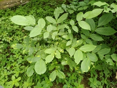 Pseudomicrostroma juglandis
