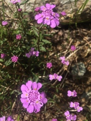 Iberis umbellata