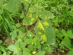 Pseudomicrostroma juglandis