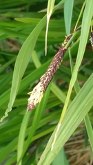 Carex cryptocarpa