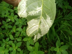 Pseudomicrostroma juglandis