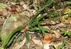Asplenium attenuatum