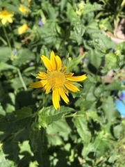 Heliopsis