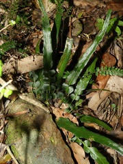 Asplenium attenuatum