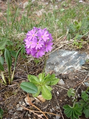 Primula algida
