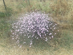 Convolvulus dorycnium