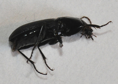 Pterostichus crenicollis
