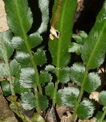Asplenium attenuatum