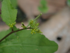 Rorippa dubia