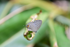 Jamides alecto dromicus