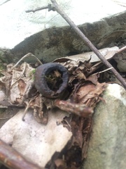 Muscardinus avellanarius