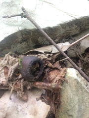 Muscardinus avellanarius