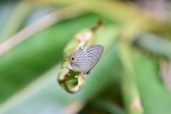 Jamides alecto dromicus