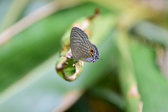 Jamides alecto dromicus