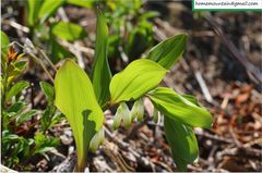 Polygonatum involucratum
