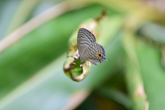 Jamides alecto dromicus