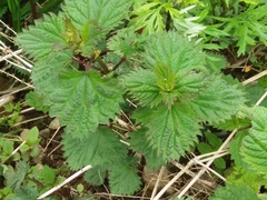 Urtica platyphylla