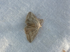 Phyllophila obliterata