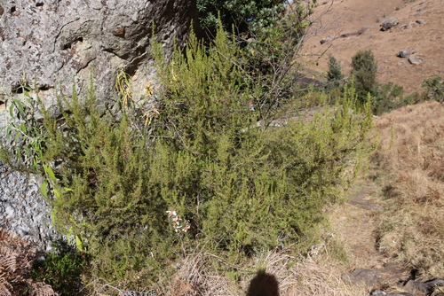 Grassveld Rock Caperose (Cliffortia paucistaminea)