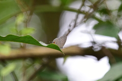 Jamides alecto dromicus