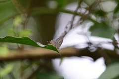 Jamides alecto dromicus